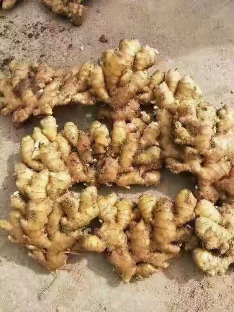 小黄姜以质论价。各种生姜，小姜可以水洗产区一手货源量大