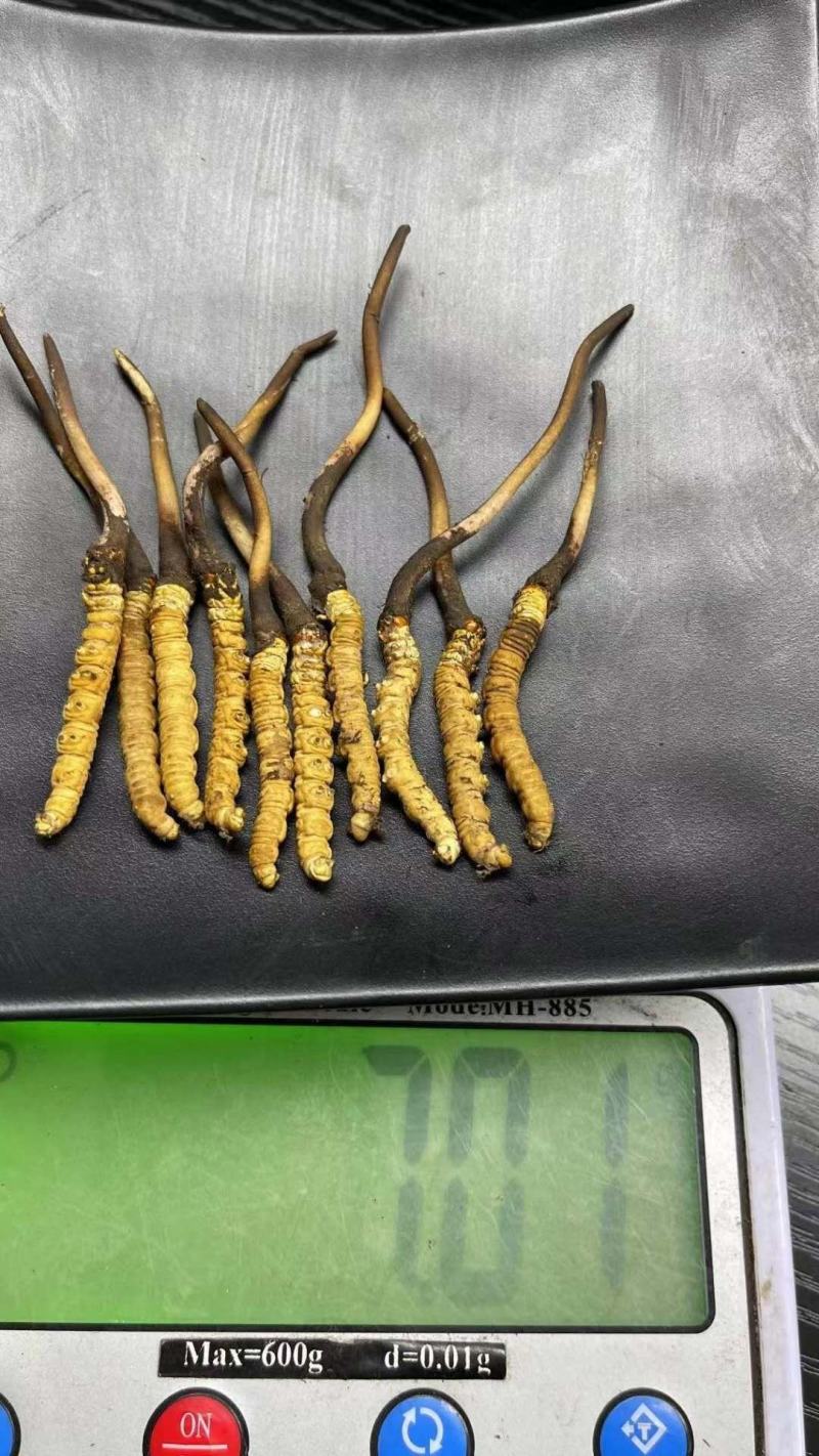 鲜草2021年冬虫夏草5根一独立真空包装顺丰包邮