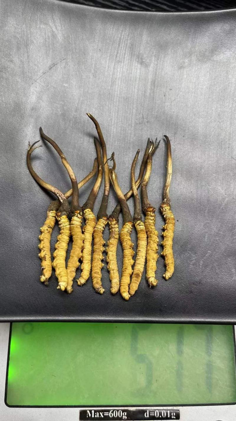 鲜草2021年冬虫夏草5根一独立真空包装顺丰包邮