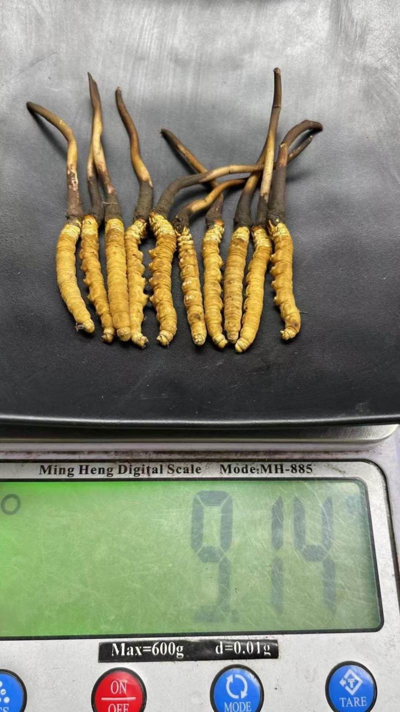 鲜草2021年冬虫夏草5根一独立真空包装顺丰包邮