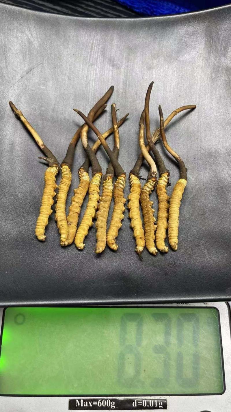 鲜草2021年冬虫夏草5根一独立真空包装顺丰包邮
