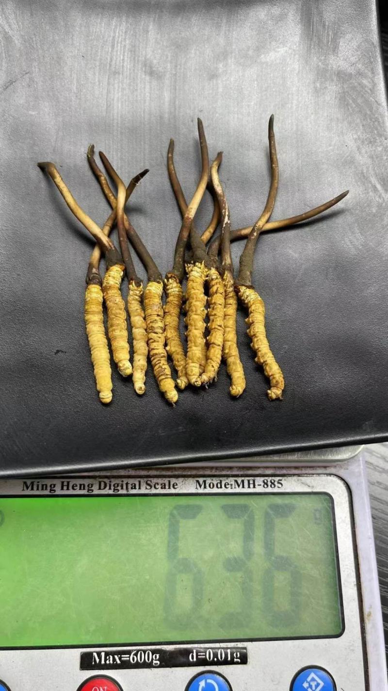 鲜草2021年冬虫夏草5根一独立真空包装顺丰包邮