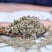 供应茵陈棉白蒿菌陈草中药材批发现货