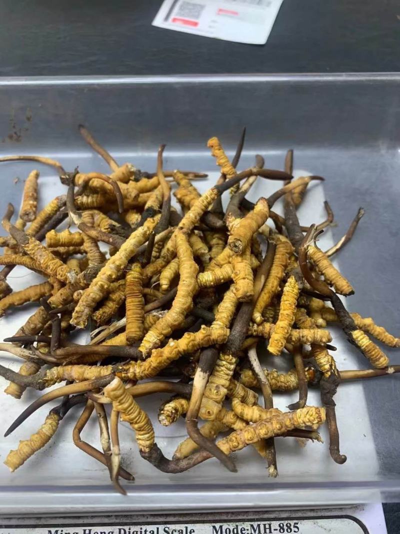 冬春夏草，新鲜断草，全国包邮原产地发货货源充足
