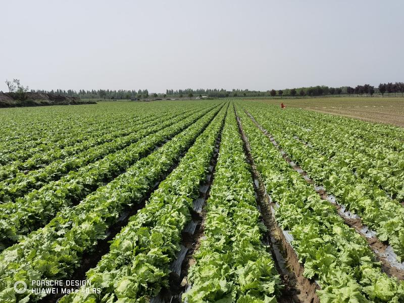 西安基地球生菜大量上市，品质保证，基地一手货源