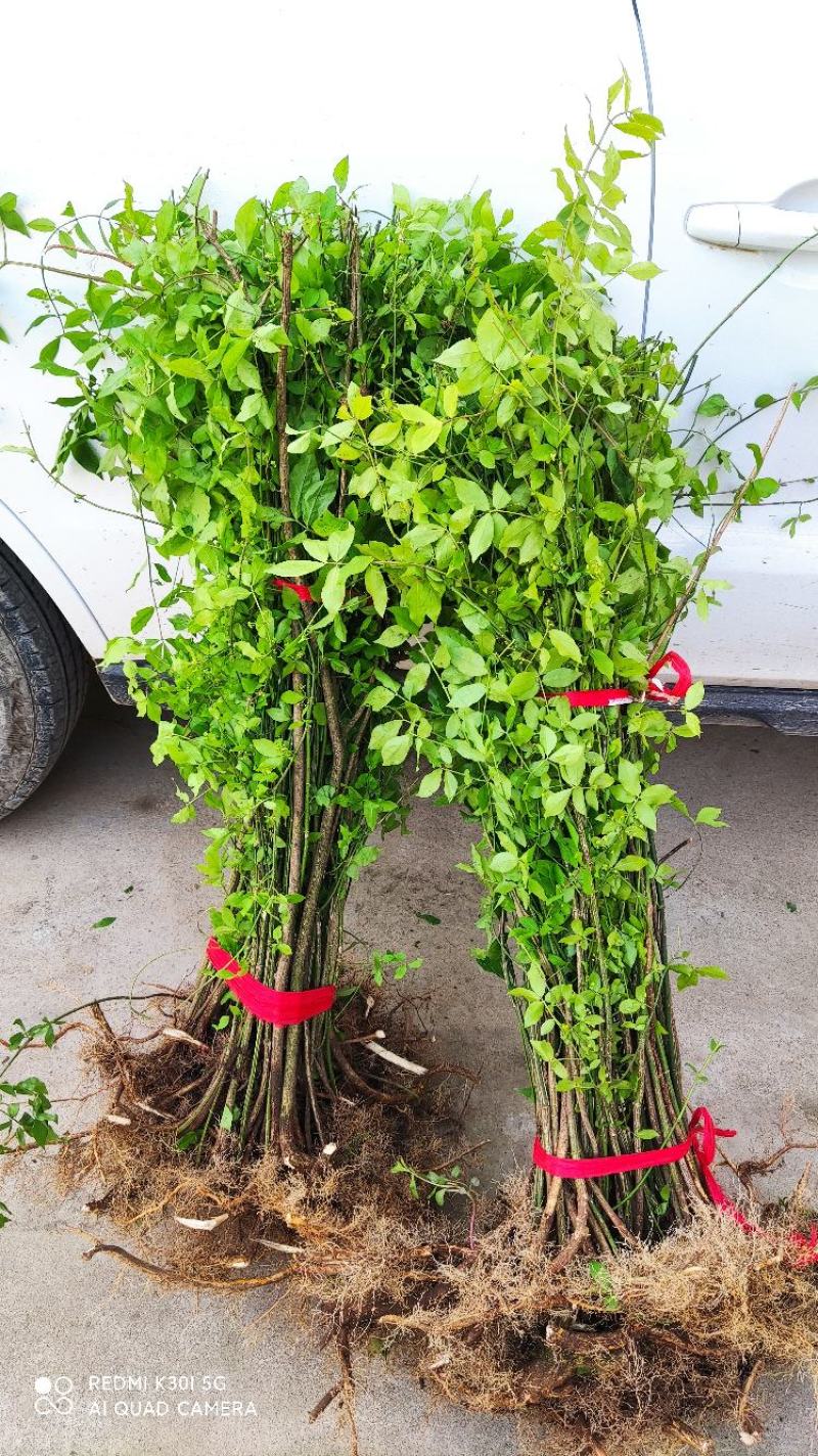 鬼箭羽树苗鬼箭苗四面锋鸡条子药材盆景庭院卫矛