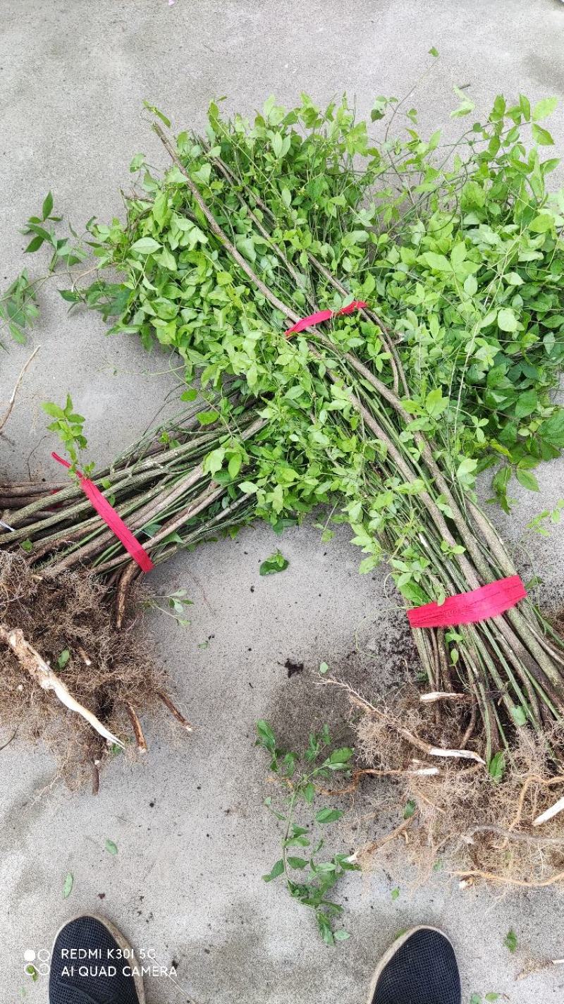 鬼箭羽树苗鬼箭苗四面锋鸡条子药材盆景庭院卫矛
