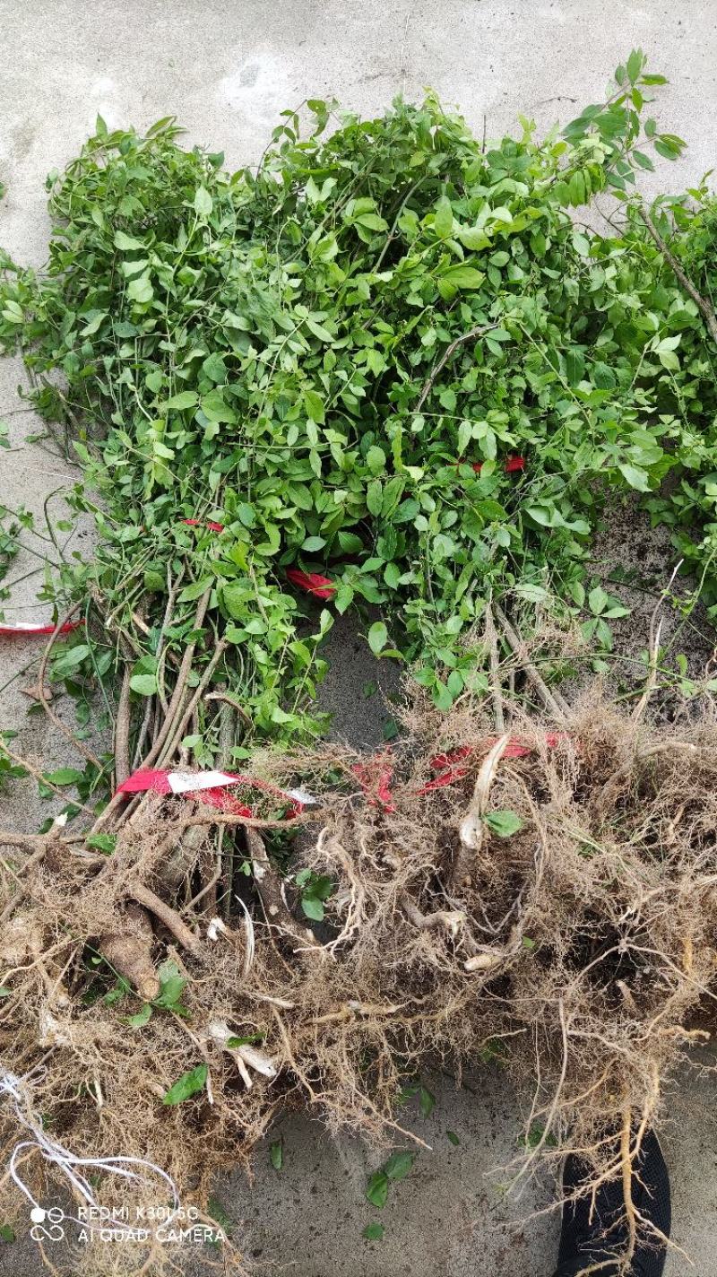 鬼箭羽树苗鬼箭苗四面锋鸡条子药材盆景庭院卫矛