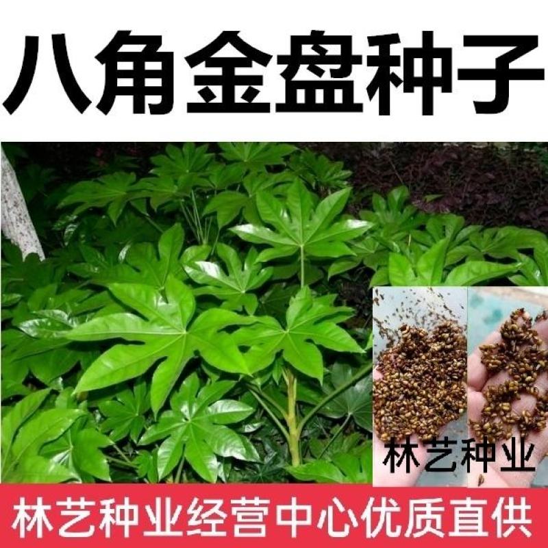 新采八角金盘种子花卉种子绿植种子八手种子手树种子金刚