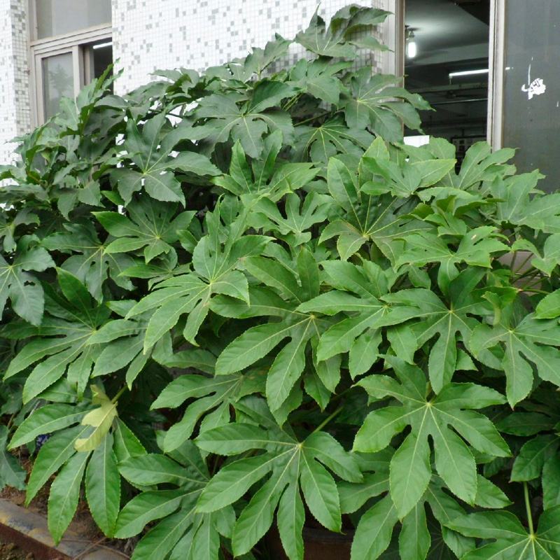 新采八角金盘种子花卉种子绿植种子八手种子手树种子金刚