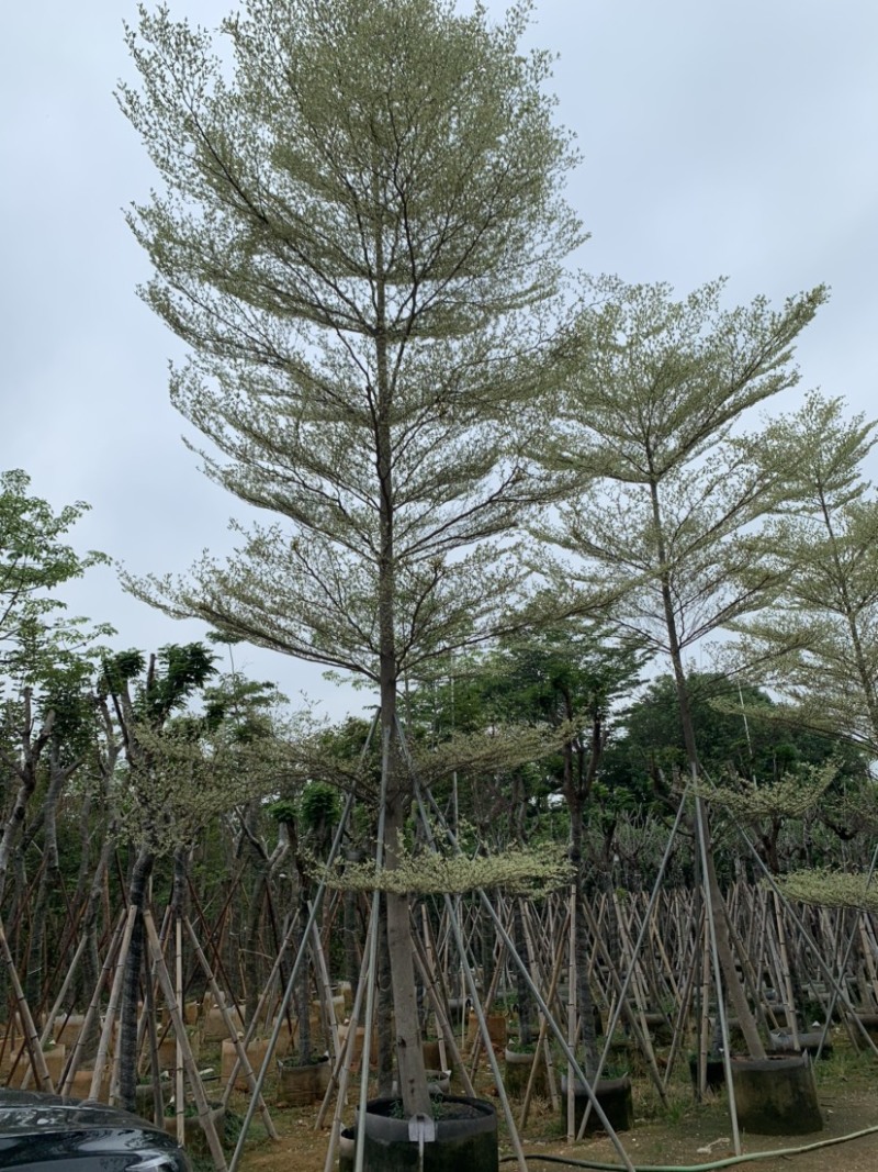 锦叶榄仁花叶榄仁米径10公分-13公分都有售