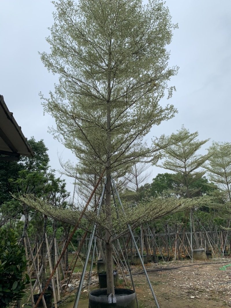 锦叶榄仁花叶榄仁米径10公分-13公分都有售