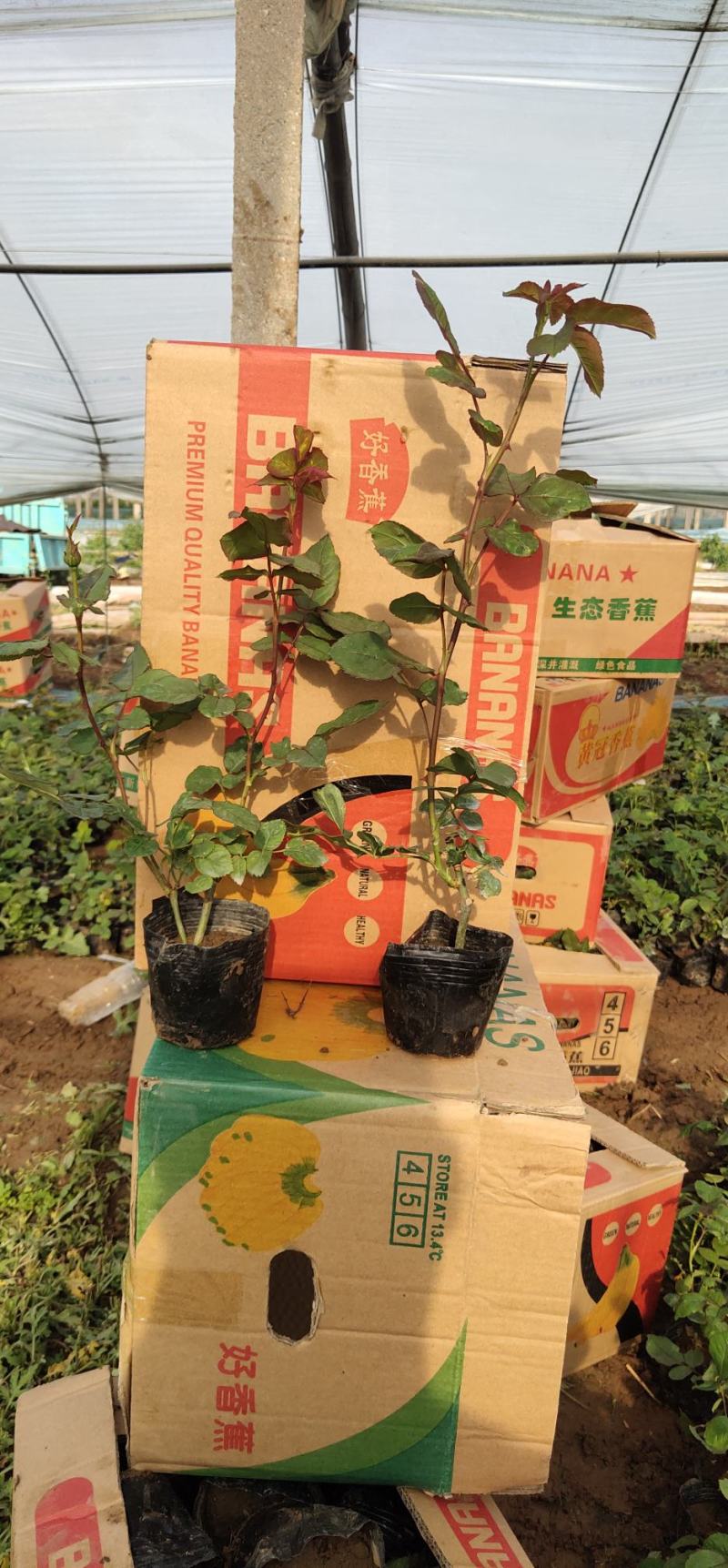 月季品类众多诚交各界朋友来青州观光旅游，选购花卉苗木