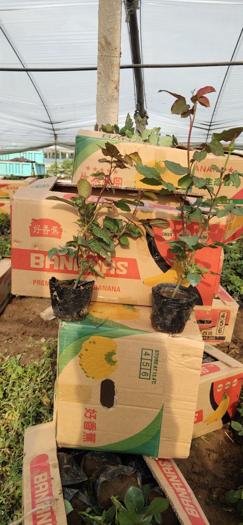 月季品类众多诚交各界朋友来青州观光旅游，选购花卉苗木