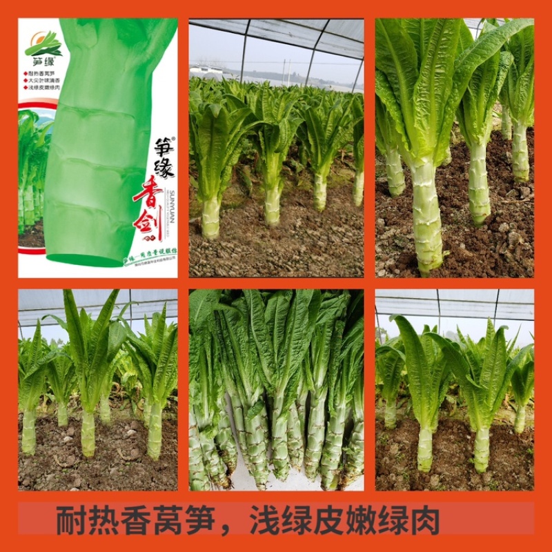 笋缘香剑/莴苣种子/莴笋种子/蔬菜种子/耐热莴笋