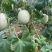 玉菇甜瓜冰激凌甜瓜网红爆款万亩基地大量供应