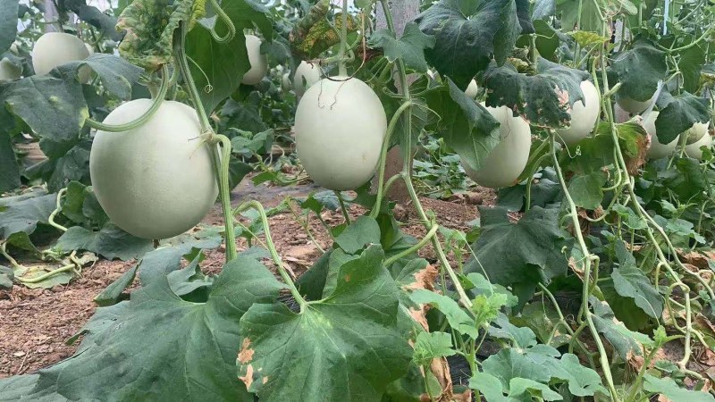 玉菇甜瓜冰激凌甜瓜网红爆款万亩基地大量供应