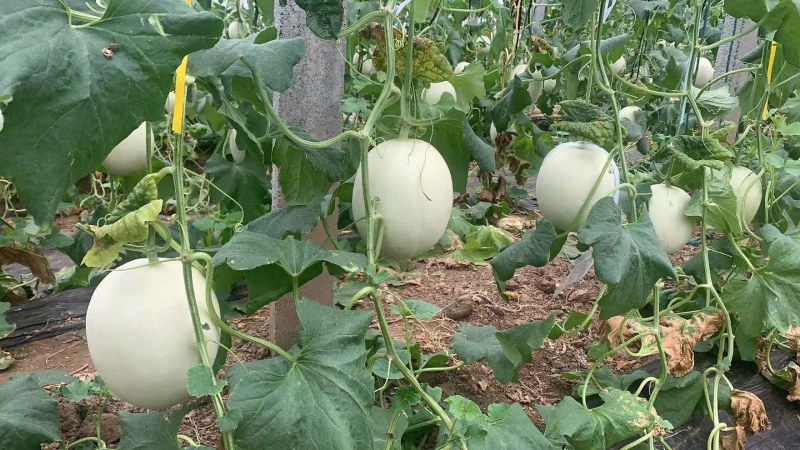 玉菇甜瓜冰激凌甜瓜网红爆款万亩基地大量供应
