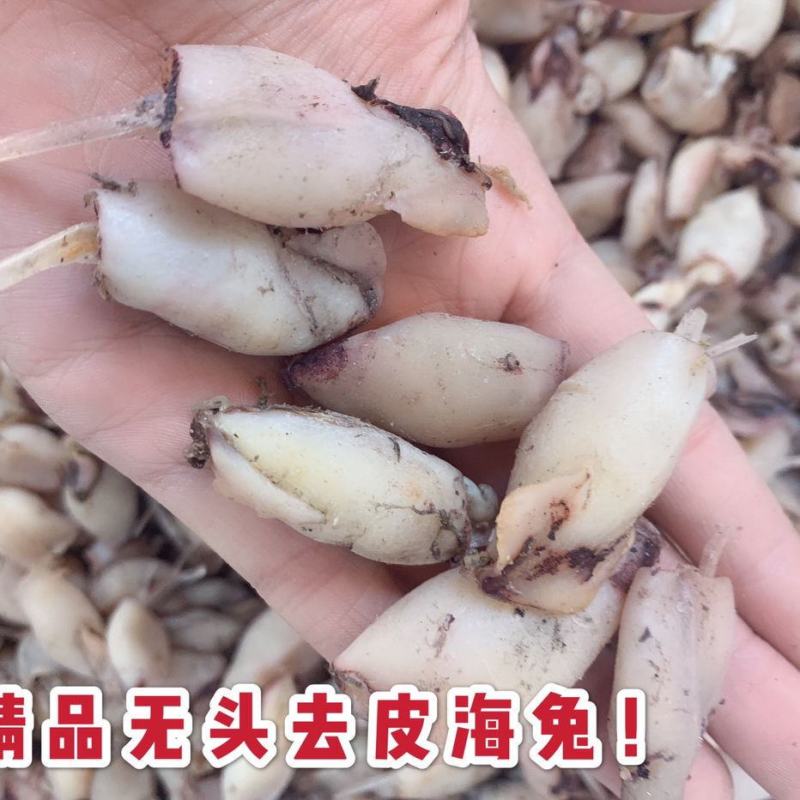 新货海兔干笔管鱼干海鲜干货鱼干包邮