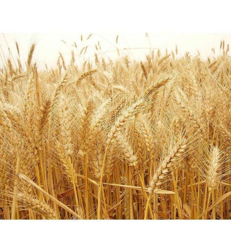 5斤食用新小麦粒带皮干小麦子发苗小麦草发芽榨汁麦芽糖麦粒