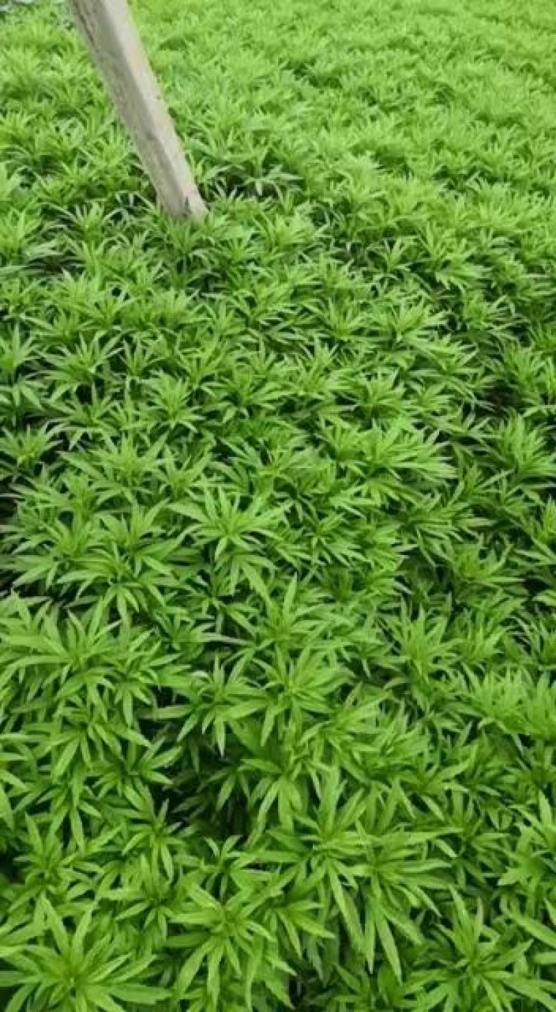 云南精品芦蒿，货源充足，去跟叶净菜，全国发货