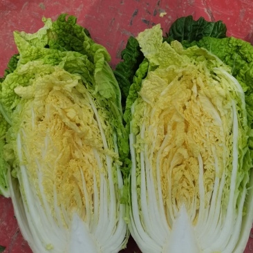 白菜，大白菜，黄心大白菜，大量供应，产地直销