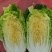 白菜，大白菜，黄心大白菜，大量供应，产地直销