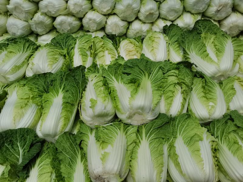 白菜，大白菜，黄心大白菜，大量供应，产地直销