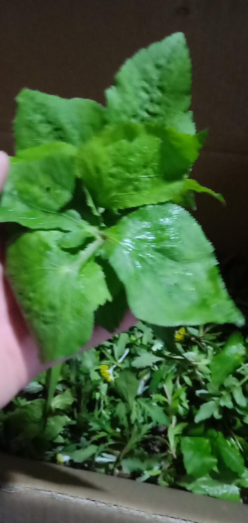 贵州静霞生态种植园山野菜