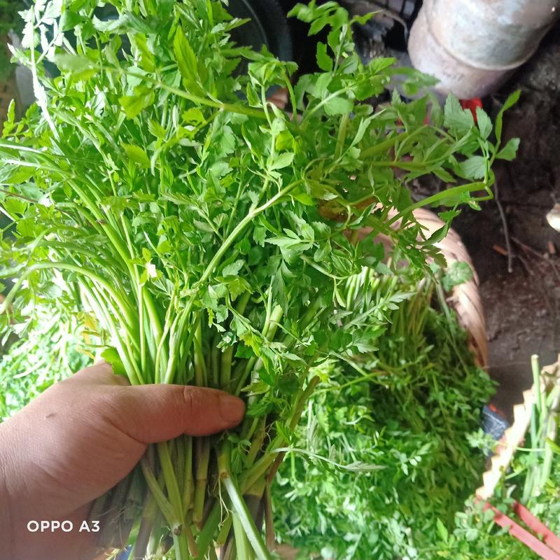 贵州静霞生态种植园山野菜