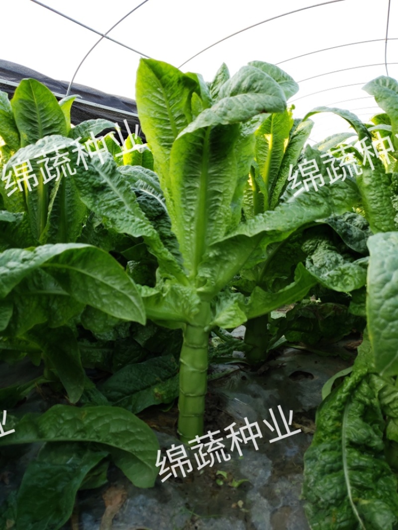 笋缘青剑/莴笋种子/莴苣种子/蔬菜种子/耐寒莴笋