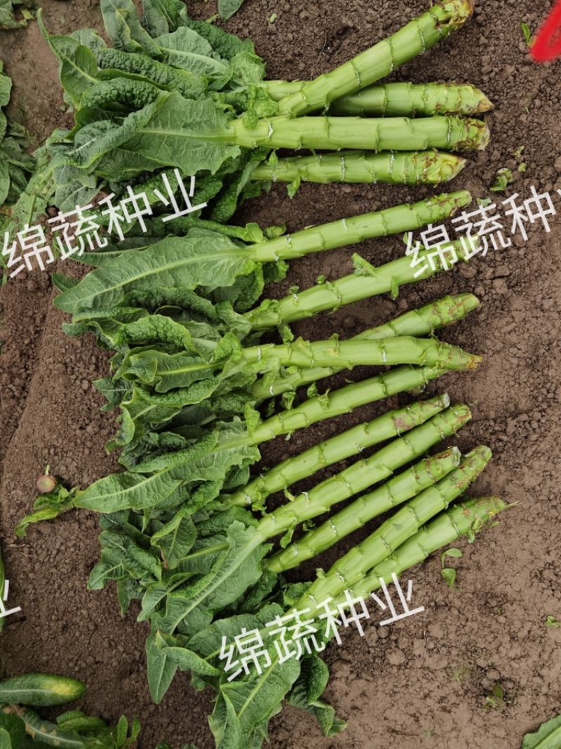 笋缘青剑/莴笋种子/莴苣种子/蔬菜种子/耐寒莴笋