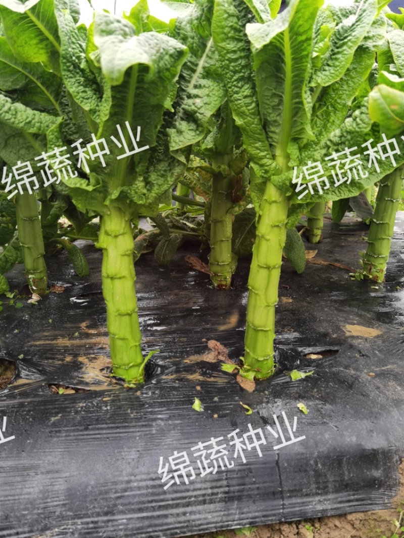 笋缘青剑/莴笋种子/莴苣种子/蔬菜种子/耐寒莴笋