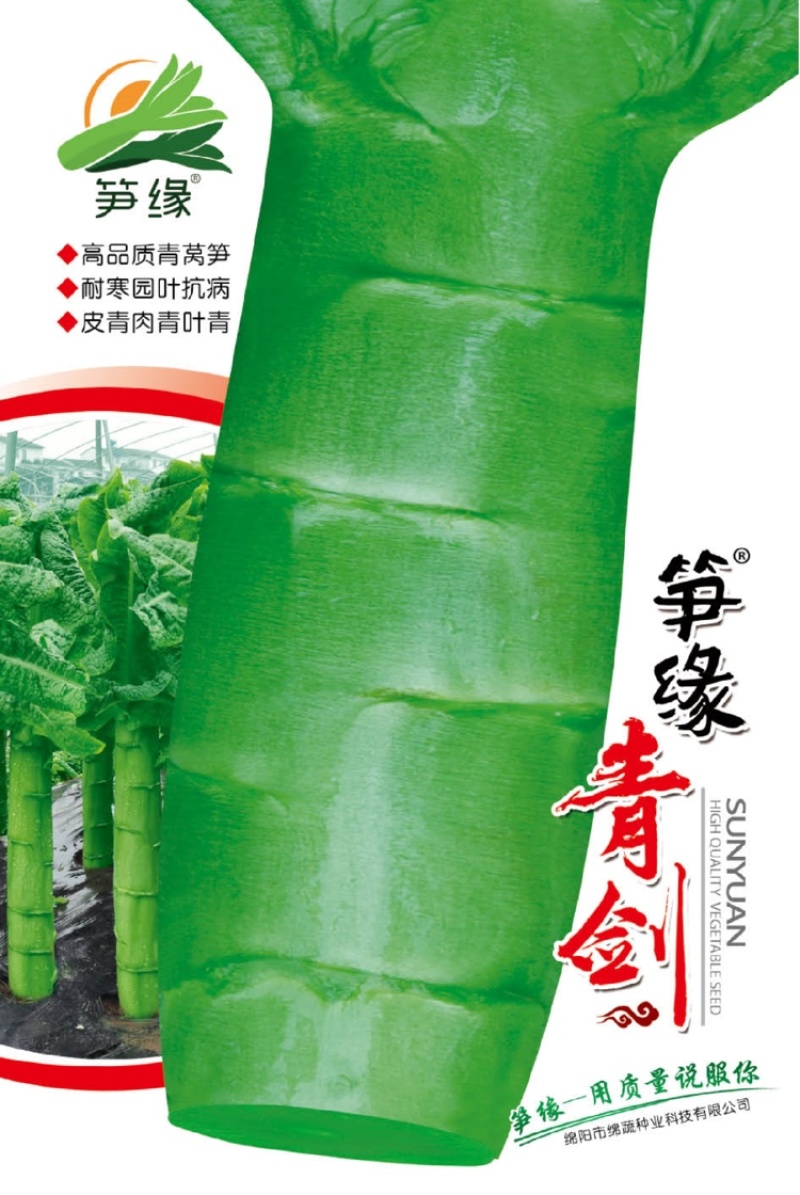 笋缘青剑/莴笋种子/莴苣种子/蔬菜种子/耐寒莴笋