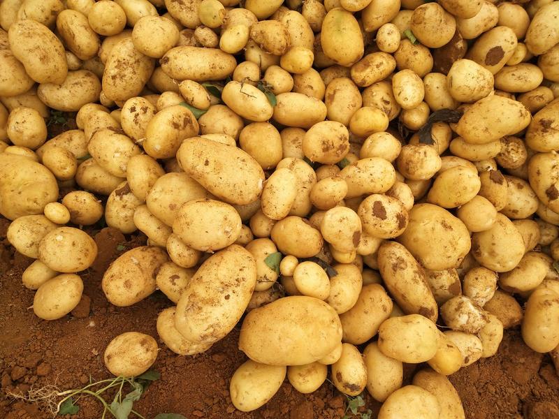 云南丽薯6号白心土豆，产地直发，优质货源，诚信经营