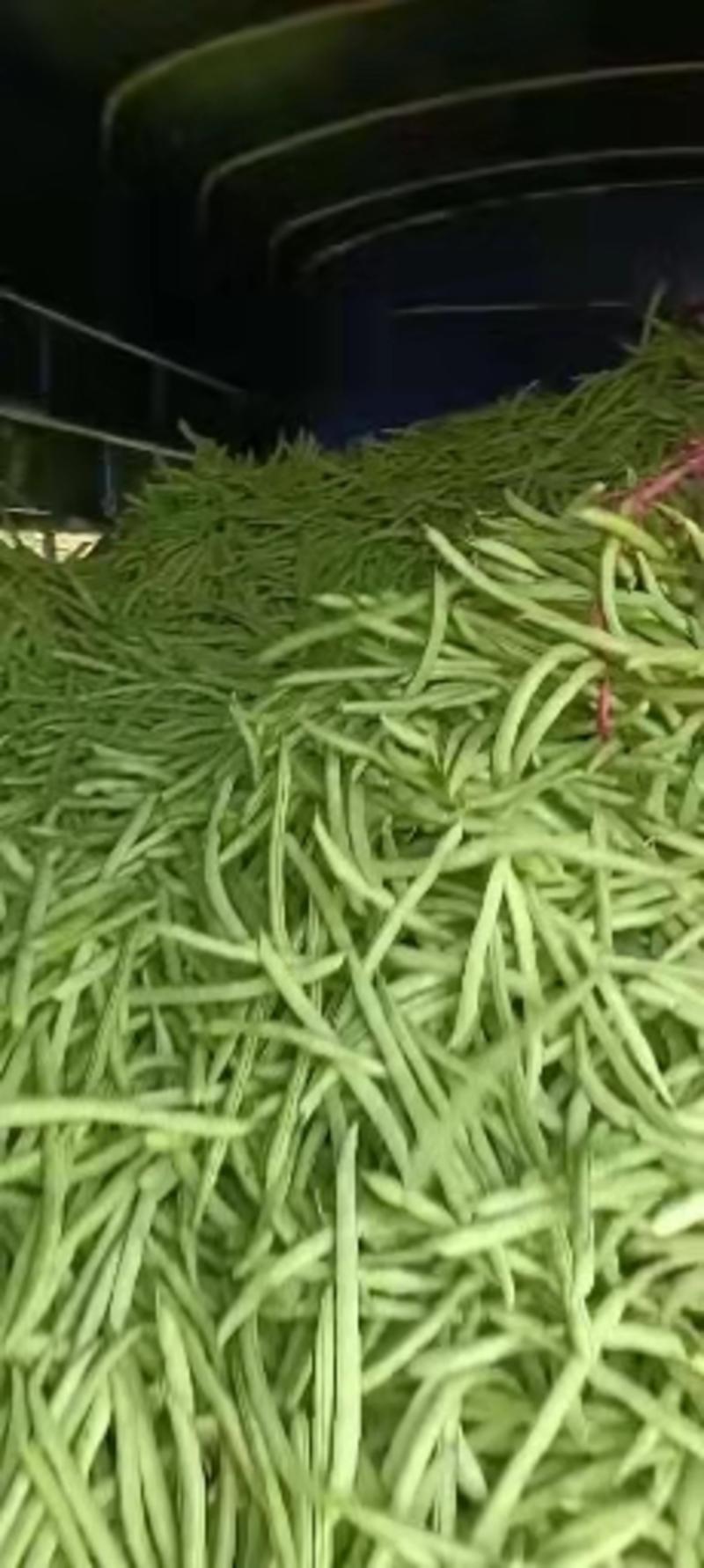 广东惠州四季豆，适合各大电商超市，质量保证，代发全国
