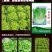 绵蔬葳尼斯生菜/生菜种子/蔬菜种子/叶菜种子/
