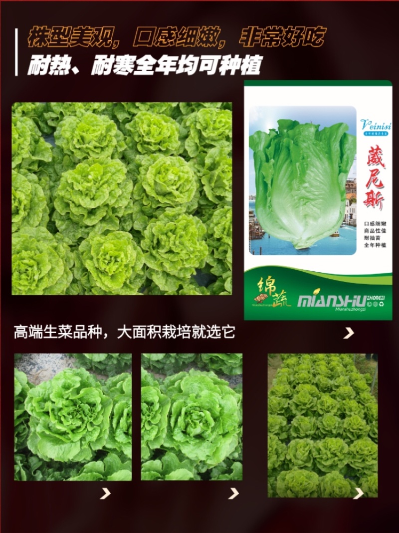 绵蔬葳尼斯生菜/生菜种子/蔬菜种子/叶菜种子/