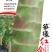 笋缘红剑/莴苣种子/莴笋种子/蔬菜种子/耐寒红尖叶