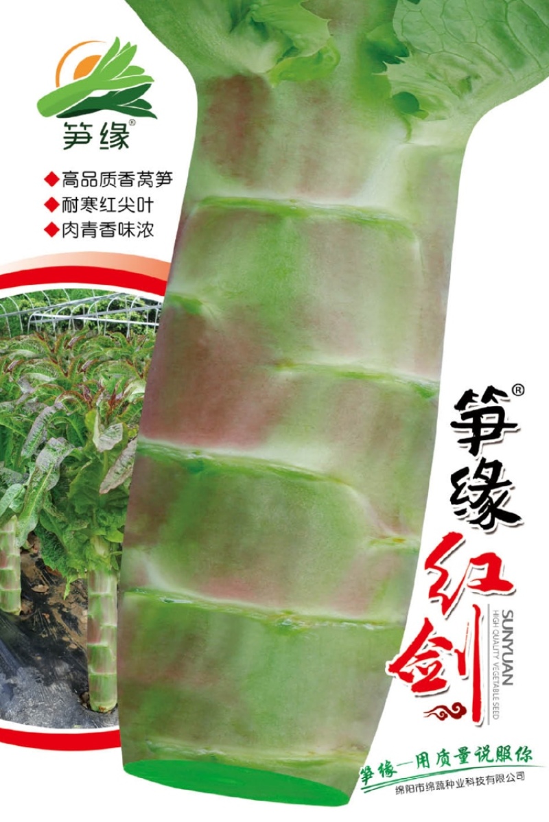 笋缘红剑/莴苣种子/莴笋种子/蔬菜种子/耐寒红尖叶