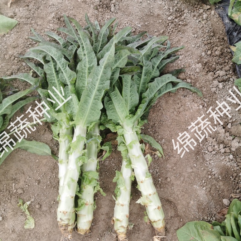 笋缘红剑/莴苣种子/莴笋种子/蔬菜种子/耐寒红尖叶