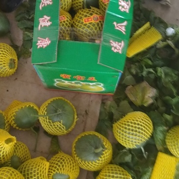 山东费县产地绿宝甜瓜大量上市货源充足品质好对接全国