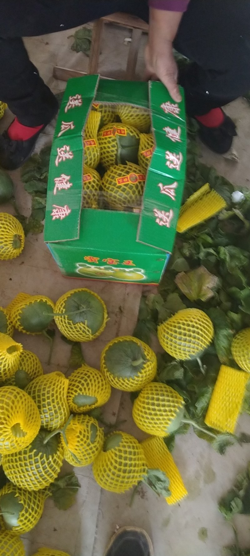 山东费县产地绿宝甜瓜大量上市货源充足品质好对接全国