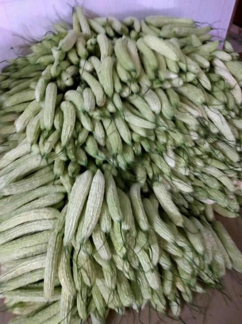 万亩精品白珍珠苦瓜绿珍珠苦瓜油身苦瓜大量供应。