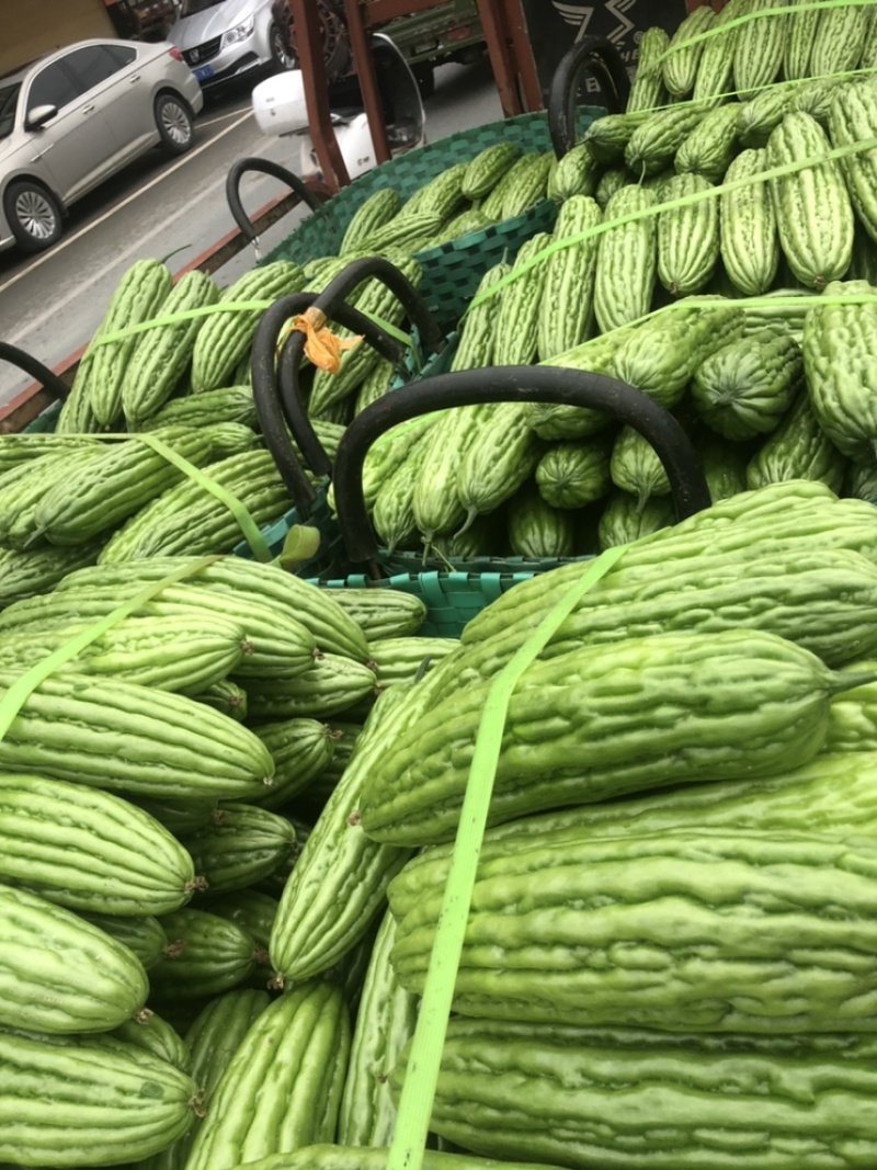 万亩精品白珍珠苦瓜绿珍珠苦瓜油身苦瓜大量供应。
