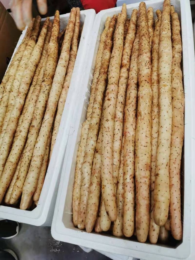 A级紫山药，日供货量达到5-10万斤，对接全国欢迎选购