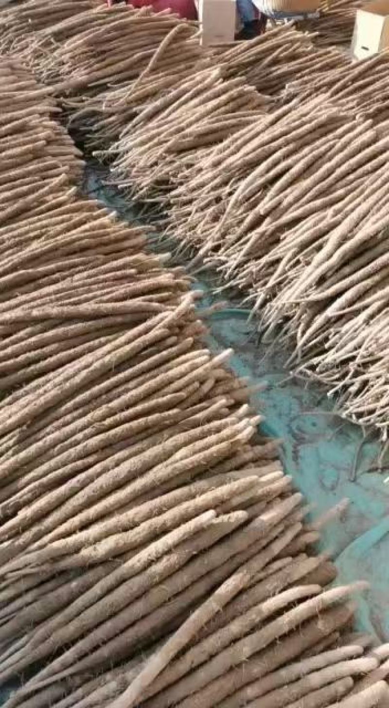 A级紫山药，日供货量达到5-10万斤，对接全国欢迎选购