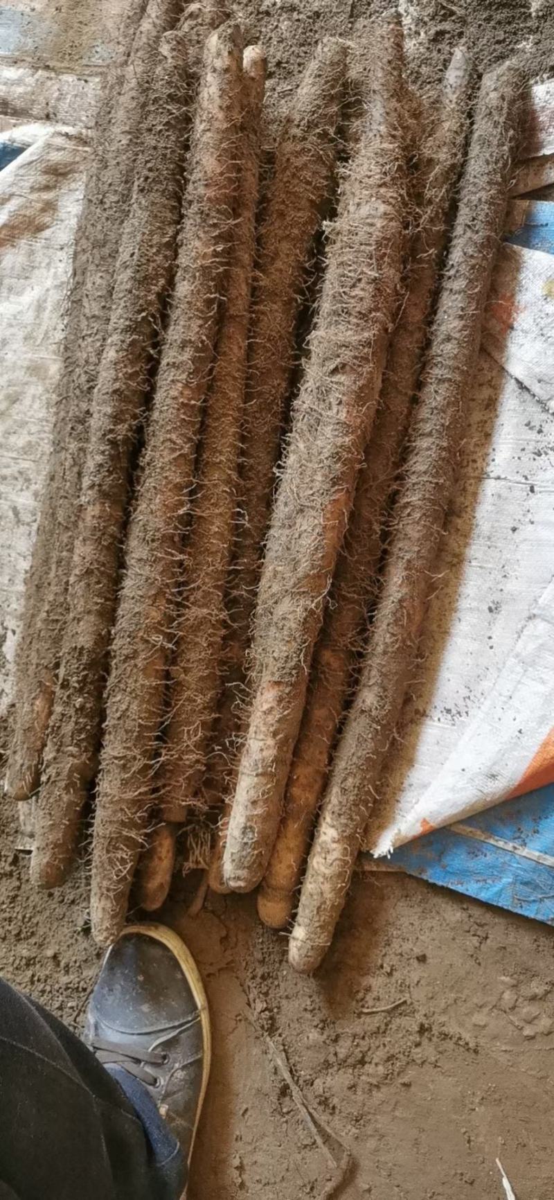 A级紫山药，日供货量达到5-10万斤，对接全国欢迎选购