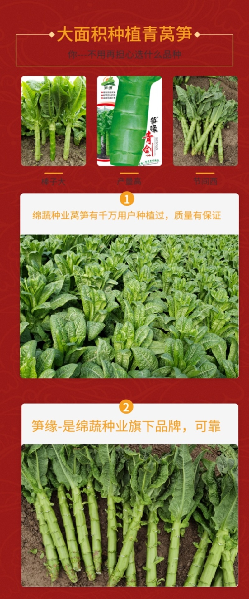 笋缘青剑/莴笋种子/莴苣种子/蔬菜种子/耐寒莴笋