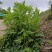 艾叶，贵州山地艾叶，纯野生，天然生长，自然晒干